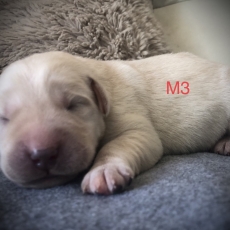Ce petite mle Labrador propos  l'achat est n le 14/05/2025.
