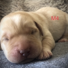 Chiot Labrador  vendre au prix de 1260  vaccin et identifi.