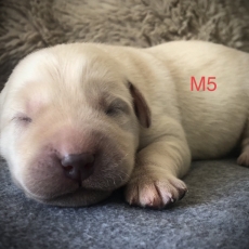Chiot Labrador de race LOF avec pedigree  adopter.