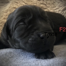 Cette petite femelle Labrador propose  l'achat est ne le 14/05/2025.