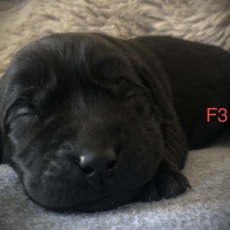 Chiot Labrador  vendre au prix de 1260  vaccin et identifi.