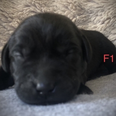 Chiot Labrador  vendre au prix de 1260  vaccin et identifi.