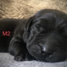 Ce petite mle Labrador propos  l'achat est n le 14/05/2025.