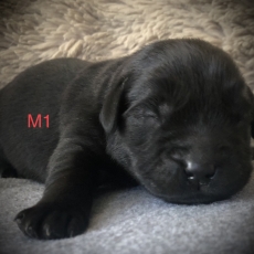 Ce petite mle Labrador propos  l'achat est n le 14/05/2025.