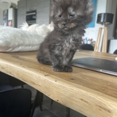Adoption chaton Maine Coon au prix de 1400 €