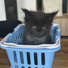 Chaton Maine Coon à adopter au prix de 1400 €