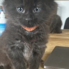 Acheter Maine Coon bébé pour 1400 €