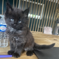 Chaton Maine Coon à adopter au prix de 1400 €