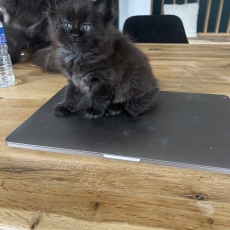 Adoption chaton Maine Coon au prix de 1300 €