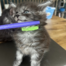 Maine Coon chaton vendu 1400 €