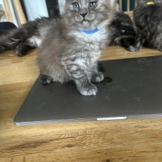 Adoption chaton Maine Coon au prix de 1400 €