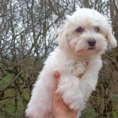Coton de Tulear chiot vendu 1000 €