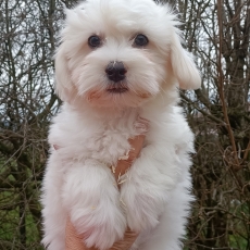 Adoption chiot Coton de Tulear au prix de 1100 €