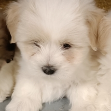 Coton de Tulear chiot vendu 1260 €