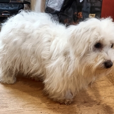Ce petite mle Coton de Tulear propos  l'achat est n le 07/01/2025.
