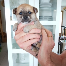Chihuahua chiot vendu 800 €