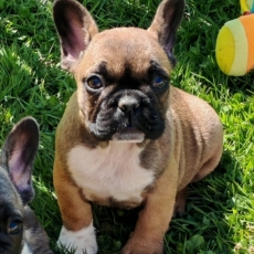 Bouledogue Français chiot vendu 960 €