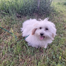 Adoption chiot Coton de Tulear au prix de 890 €