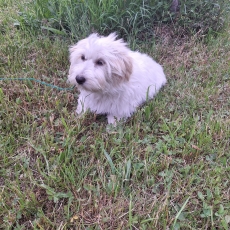 Coton de Tulear chiot vendu 1100 €