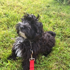 Ce petite mle Bichon Havanais propos  l'achat est n le 23/01/2025.