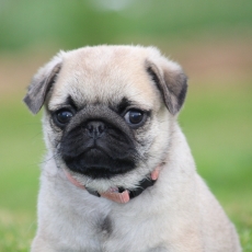 Adoption chiot Carlin au prix de 1480 €