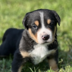 Grand Bouvier Suisse chiot vendu 1800 €