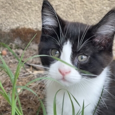 Maine Coon chaton vendu 1500 €