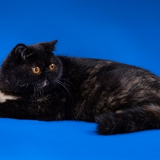 Chaton Exotic Shorthair à adopter au prix de 1060 €