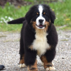 Acheter Bouvier Bernois bébé pour 1900 €