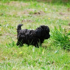 Adoption chiot Caniche Nain au prix de 1300 €