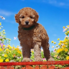 Acheter Caniche Nain bébé pour 1500 €