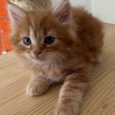 Adoption chaton Chat Sibérien au prix de 1500 €