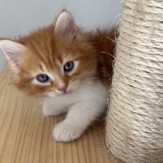 Chaton Chat Sibérien à adopter au prix de 1500 €