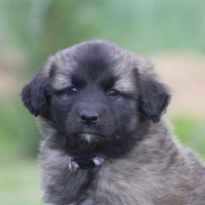 Leonberg chiot vendu 1800 €