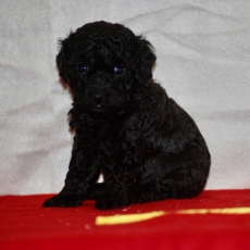 Chiot Caniche Nain à adopter au prix de 1150 €
