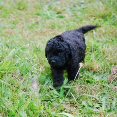 Chiot Caniche Nain à adopter au prix de 1150 €