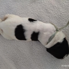 Chiot Terre Neuve à adopter au prix de 2500 €