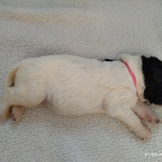 Acheter Terre Neuve bébé pour 2500 €