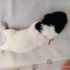 Terre Neuve chiot vendu 2500 €