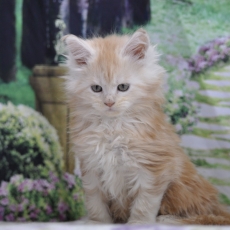 Maine Coon chaton vendu 1600 €