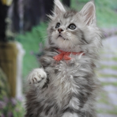 Acheter Maine Coon bébé pour 1600 €
