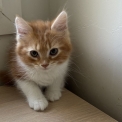 Chat Sibérien disponible dans le Var