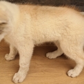 Husky Sibérien disponible dans les Deux-Sèvres