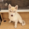 Husky Sibérien disponible dans les Deux-Sèvres