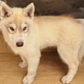 Chiot Husky Sibérien de race  en région Nouvelle-Aquitaine.