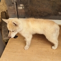 Chiot Husky Sibérien de race – prix 550 €.