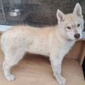 Husky Sibérien disponible dans les Deux-Sèvres