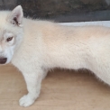 Chien Husky Sibérien proposé par l’élevage OF WOLVES CHILDREN OF THE MOON.