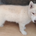 Husky Sibérien disponible dans les Deux-Sèvres