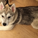 Husky Sibérien disponible dans les Deux-Sèvres